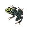 Imitating Poison Frog - Ranitomeya imitator