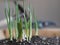 Imitation of garlic growth at home. Young sprouts of garlic grow from the soil