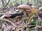 Imleria badia, bay bolete