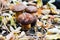 Imleria badia mushroom, Polish mushroom. Edible mushroom growing in the autumn foxÑŽ