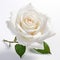Immaculate Perfection: A Serene White Rose On A White Background