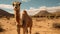 Immaculate Perfectionism: A Camel In Madagascar