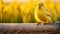 Immaculate Perfectionism: A Sun-kissed Canary On A Fence Post