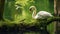 Immaculate Perfectionism: Swan On Mossy Tree Branch