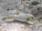 Immaculate puffer Arothron immaculatus fish swimming in the wa
