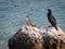 An immature and an adult common shag sitting on a rock near the sea