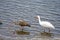An immature and adult White Ibis pick a crab out of the water.