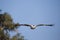 Immature African Fish-Eagle (Hakiaeetus vocifer)