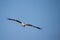 Immature African Fish-Eagle (Hakiaeetus vocifer)