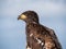 Immature American bald eagle against blue sky