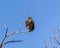 Immature American Bald Eagle sitting atop a Cottonwood tree