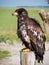 Immature American bald eagle sitting on a pole