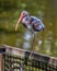 Immature American White Ibis