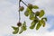 Immature apples on the tree in summer