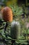 Immature Australian native Banksia oblongifolia inflorescence