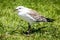 Immature Australian Seagull Crying Out for Food