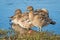 Immature Australian Wood Duck