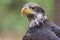 Immature Bald Eagle