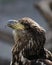 Immature Bald Eagle closeup
