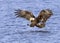 Immature Bald Eagle descending on a fish