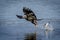 Immature Bald Eagle dropping a fish