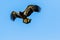 Immature Bald Eagle In Flight