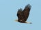 Immature Bald Eagle in flight