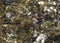 Immature bald eagle in flight in front of snow covered tree branches