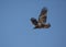 Immature bald eagle in flight with wings spread