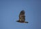 Immature bald eagle in flight with wings up