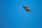 Immature Bald Eagle Haliaeetus leucocephalus flying in a blue sky in Northern Wisconsin