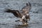 Immature bald eagle landing on a chum salmon