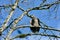 Immature Bald Eagle sits on alder tree branch drying its wings in morning sun