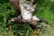 Immature bald eagle takes flight, drops of water spraying from wet feathers