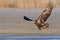 Immature Bald Eagle taking off with fish image.