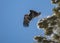 Immature bald eagle taking off from a snow covered tree