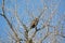 Immature Bald Eagle in a Tree