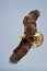 Immature Bald Eagle turning in flight image