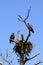 Immature Bald Eagles at nest