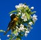 A Immature Baltimore Oriole #1