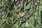 Immature Baltimore Oriole #2