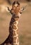 Immature Baringo Giraffe