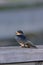 Immature Barn Swallow  806088