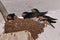 Immature of barn swallow in their nest