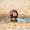 Immature Bateleur Eagle