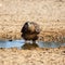 Immature Bateleur Eagle