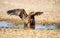 Immature Bateleur Eagle