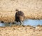 Immature Bateleur Eagle