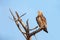 Immature Bateleur eagle on dead tree