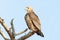 Immature Bateleur eagle on dead tree